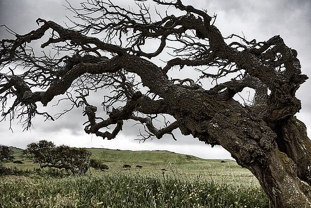 Windbaum in Sardinien _Herbert Grabe